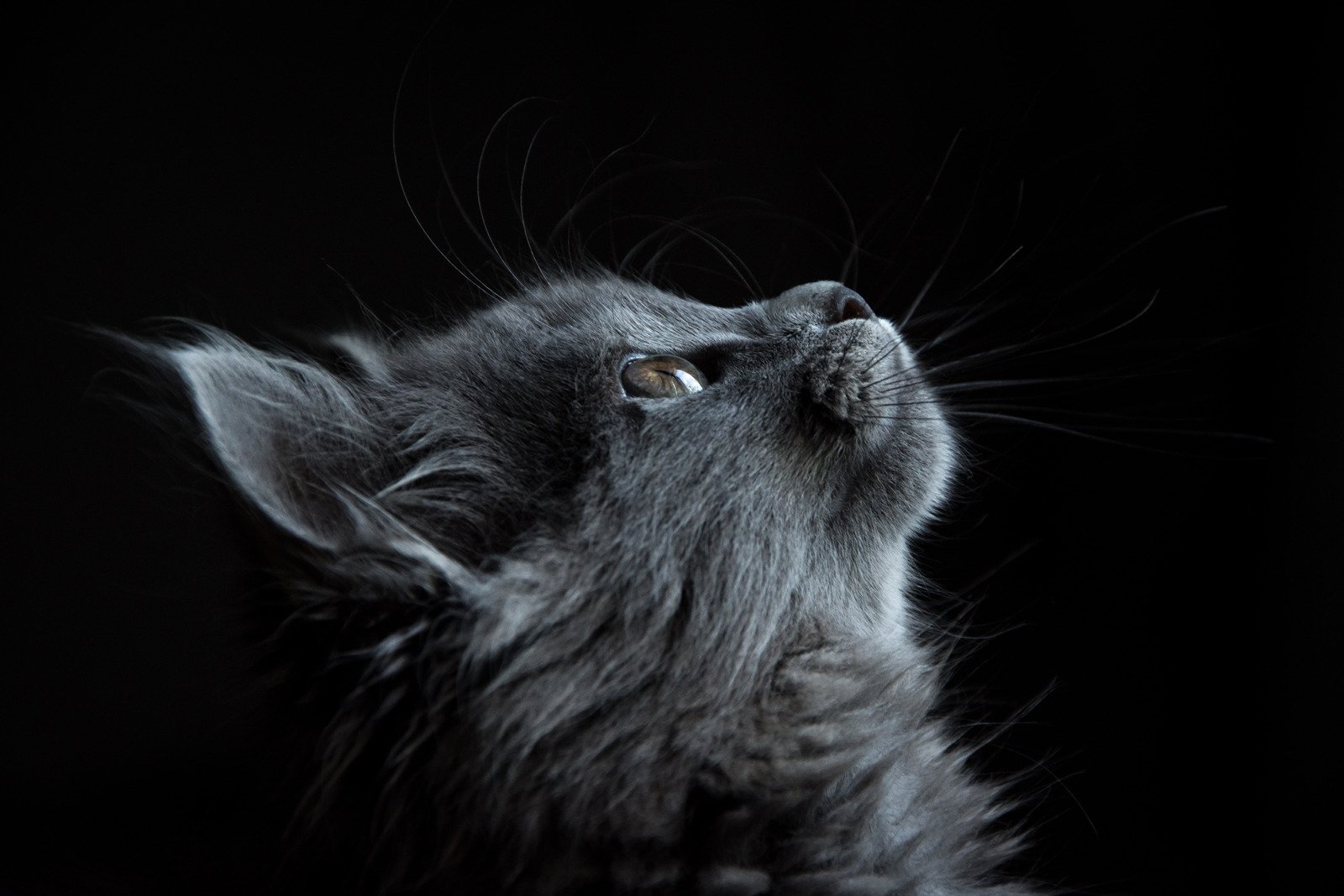 Foto aproximada de um gato engraçado - Fotos do Canva
