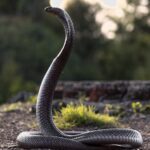 As Najas são cobras venenosas que são encontradas na África, Ásia e Oriente Médio.