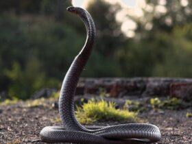 As Najas são cobras venenosas que são encontradas na África, Ásia e Oriente Médio.