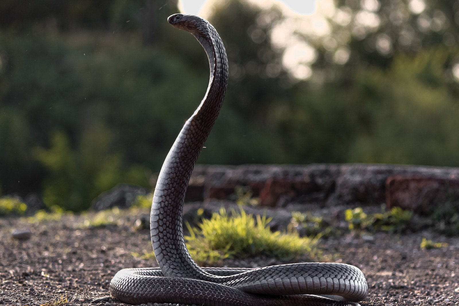 As Najas são cobras venenosas que são encontradas na África, Ásia e Oriente Médio. 