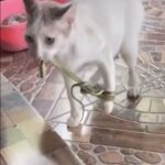 A cena inusitada mostra o felino lutando para se locomover com o réptil no corpo