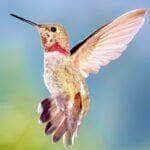 Hummingbird Photograph Talamanca Hummingbird - Fotos do Canva