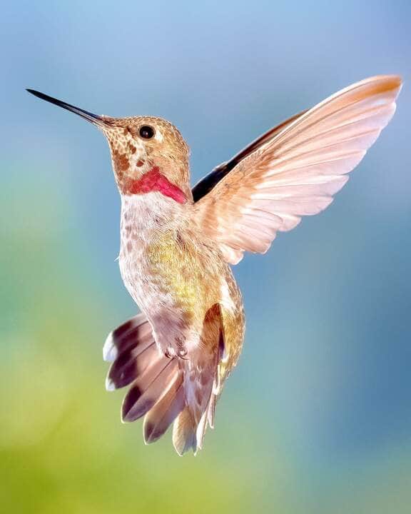 Hummingbird Photograph Talamanca Hummingbird - Fotos do Canva