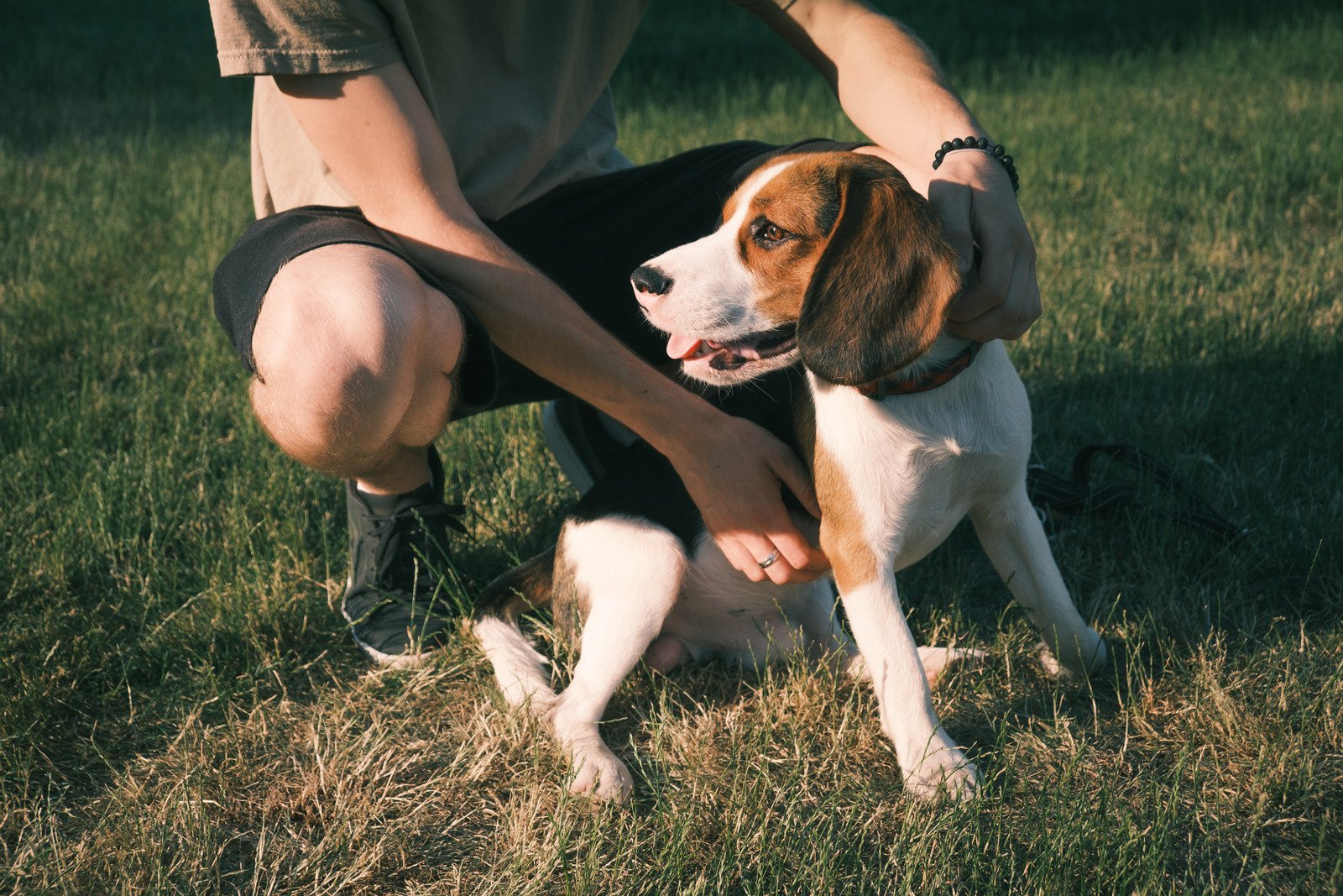 Imagem de um cachorro sentado ao lado de seu dono - Fotos do Canva