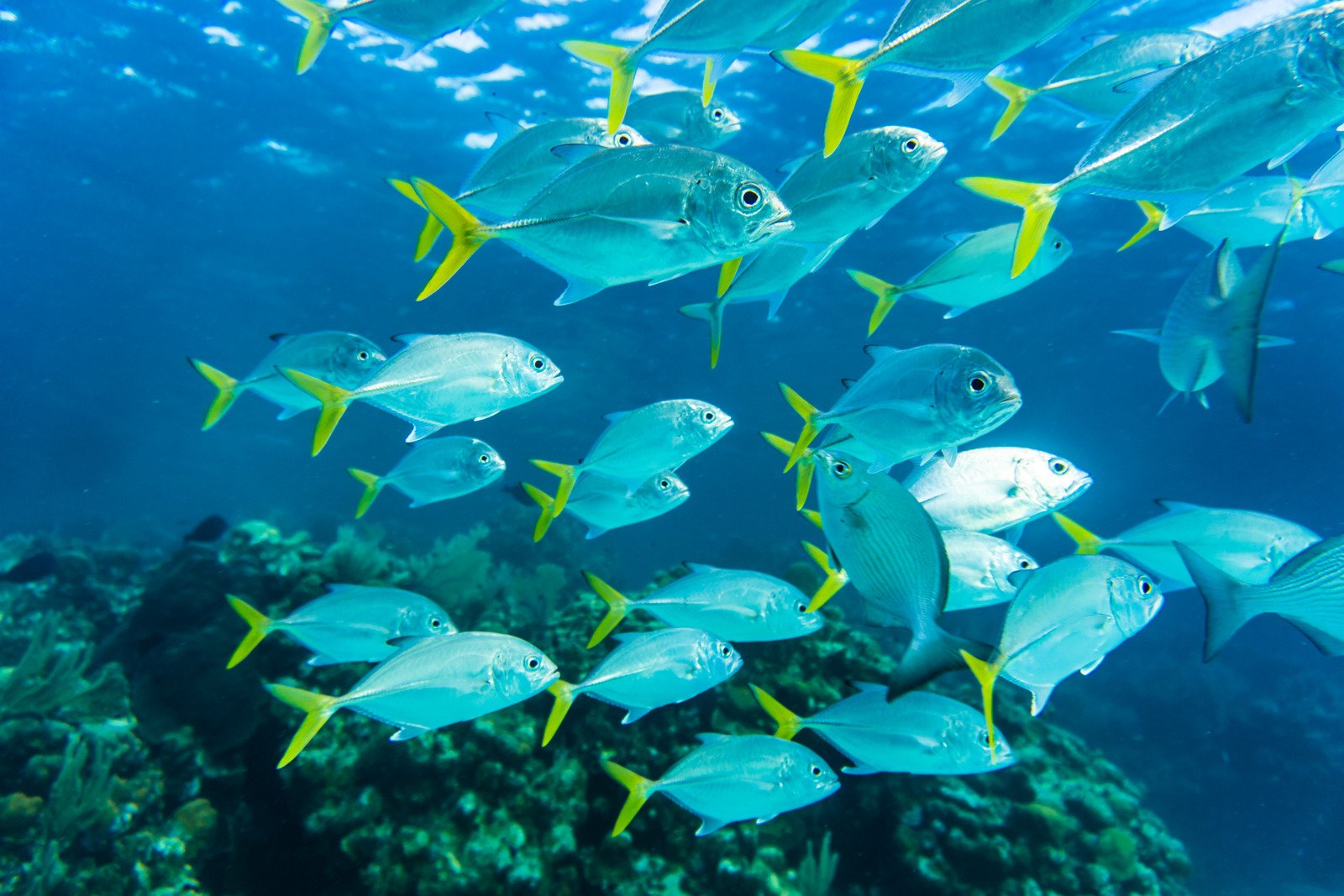Imagem de um grupo de peixes nadando em cardume