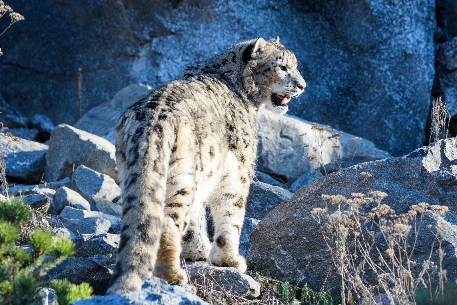 Imagem de um leopardo-das-neves correndo pela neve