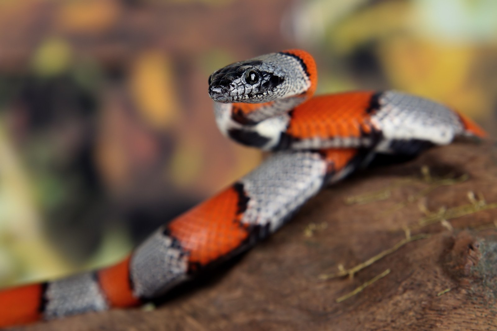 A cobra coral é uma serpente venenosa brasileira conhecida por suas cores vibrantes em anéis vermelho, preto e amarelo (ou branco). 