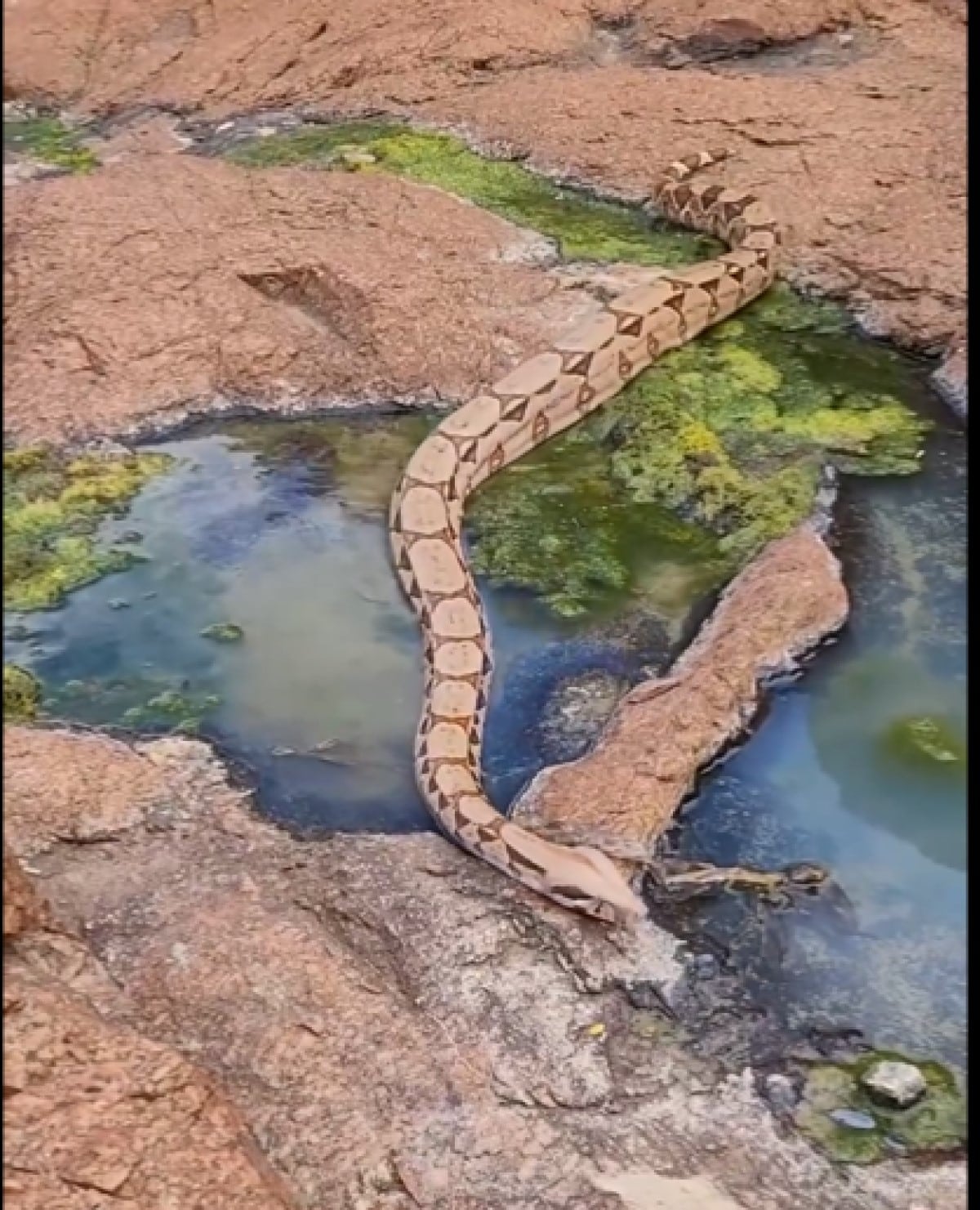 Em uma jornada pela região de Serra Talhada, em Pernambuco, Haroldo Bauer nos leva aos domínios das jiboias, onde a biodiversidade floresce e a magia da vida selvagem se revela.