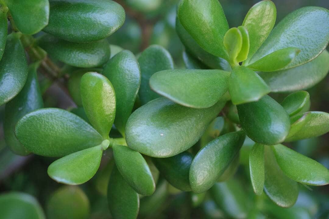 Descubra as plantas que atraem dinheiro 6 Jade - Fotos do Canva