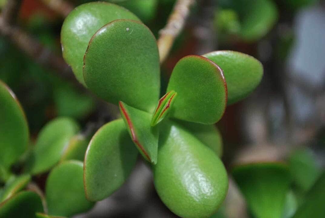 Plantas e a Sorte: o significado da planta Jade 80 Jade Plant - Fotos do Canva