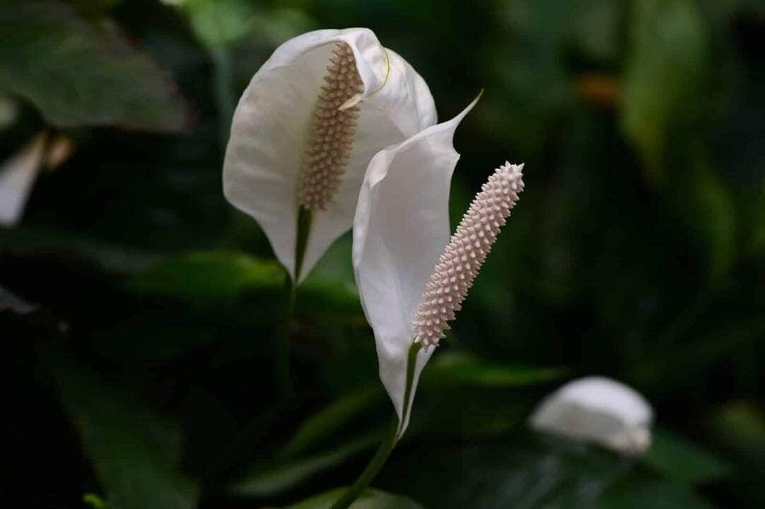 Descubra as plantas que atraem dinheiro 5 Lírios da paz - Fotos do Canva