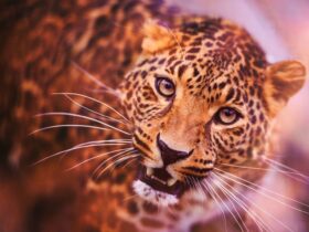 Fofura selvagem: câmeras registram filhotes de onça-pintada brincando sob o olhar atento da mãe no Pantanal