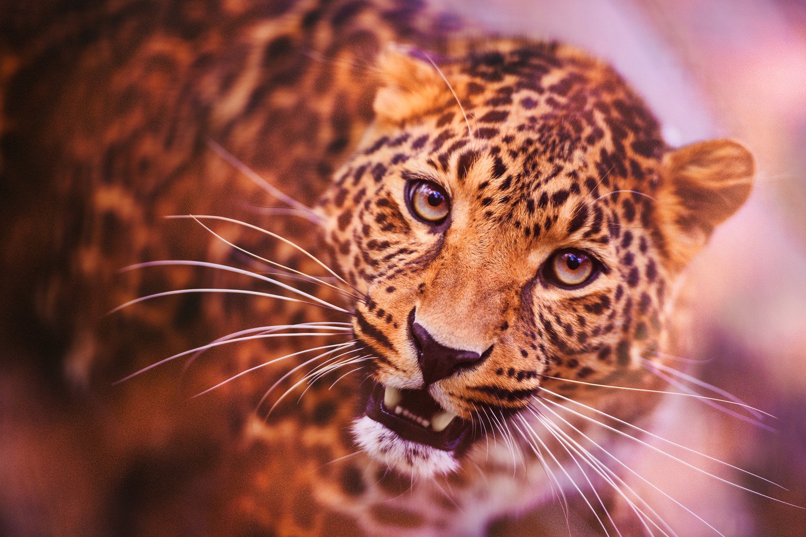 A filmagem da onça-pintada nos convida a admirar a beleza da natureza e a importância da coexistência harmoniosa com a fauna selvagem.