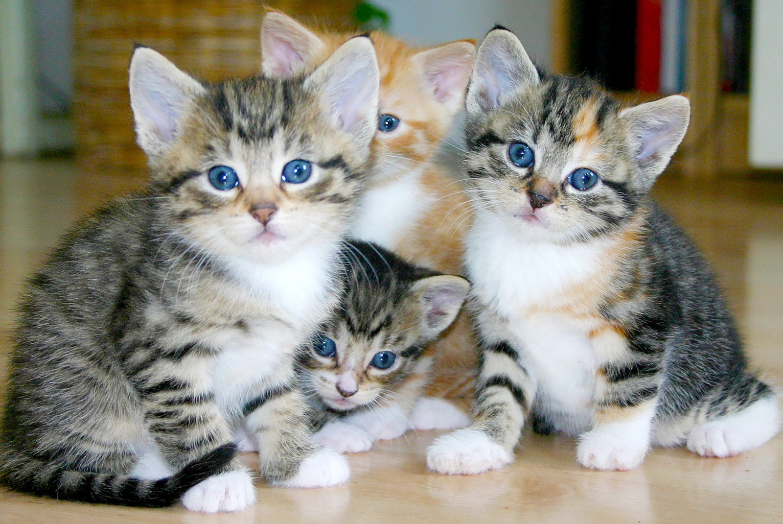 5 curiosidades sobre os gatos que você não sabia 4 One cat grooming another cat. - Fotos do Canva