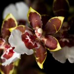 Orquídea Oncidium - Fotos por Canva