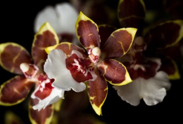 Orquídea Oncidium - Fotos por Canva
