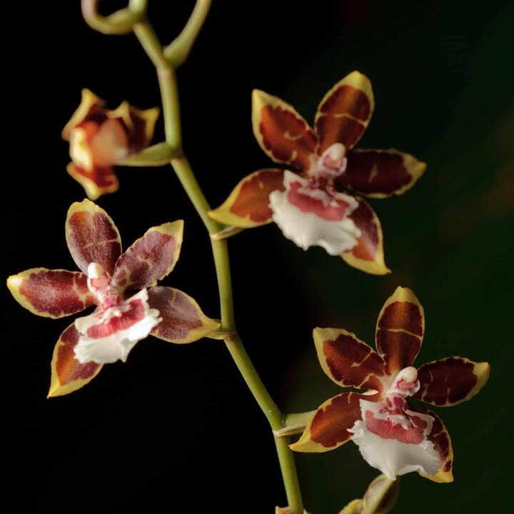 Descubra onde encontrar Orquídea Oncidium em Cuiabá (MT) 3 Orquídea Oncidium - Fotos por Canva