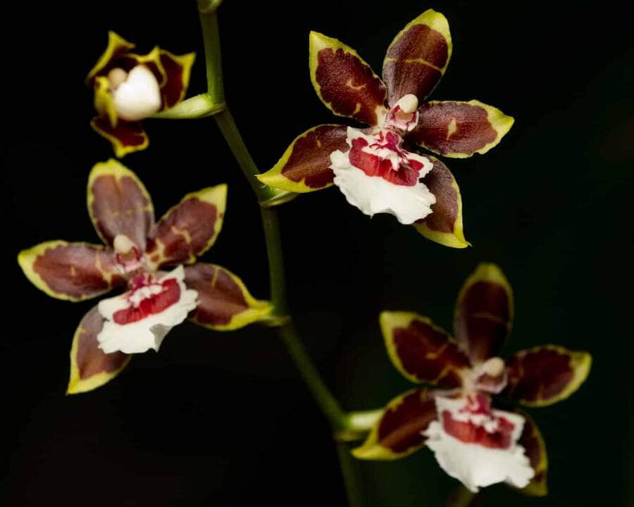 Descubra onde encontrar Orquídea Oncidium em Cuiabá (MT) 5 Orquídea Oncidium - Fotos por Canva