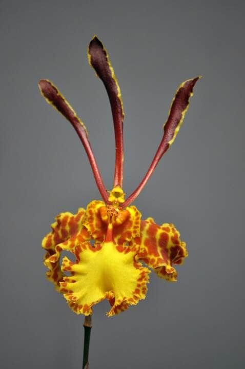 Descubra onde encontrar Orquídea Oncidium em Cuiabá (MT) 8 Orquídea Oncidium - Fotos por Canva