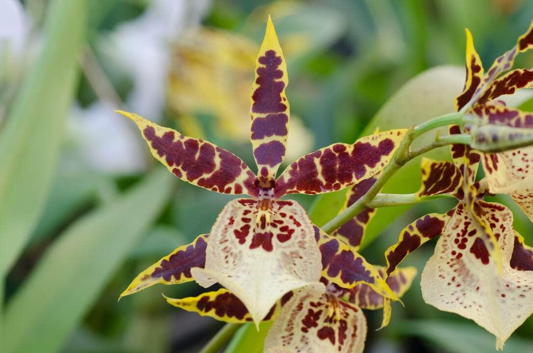 Descubra onde encontrar Orquídea Oncidium em Cuiabá (MT) 10 Orquídea Oncidium - Fotos por Canva