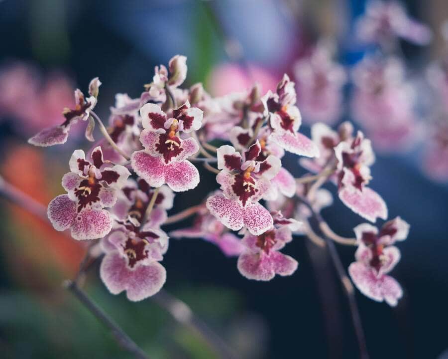 Descubra onde encontrar Orquídea Oncidium em Cuiabá (MT) 7 Orquídea Oncidium - Fotos por Canva