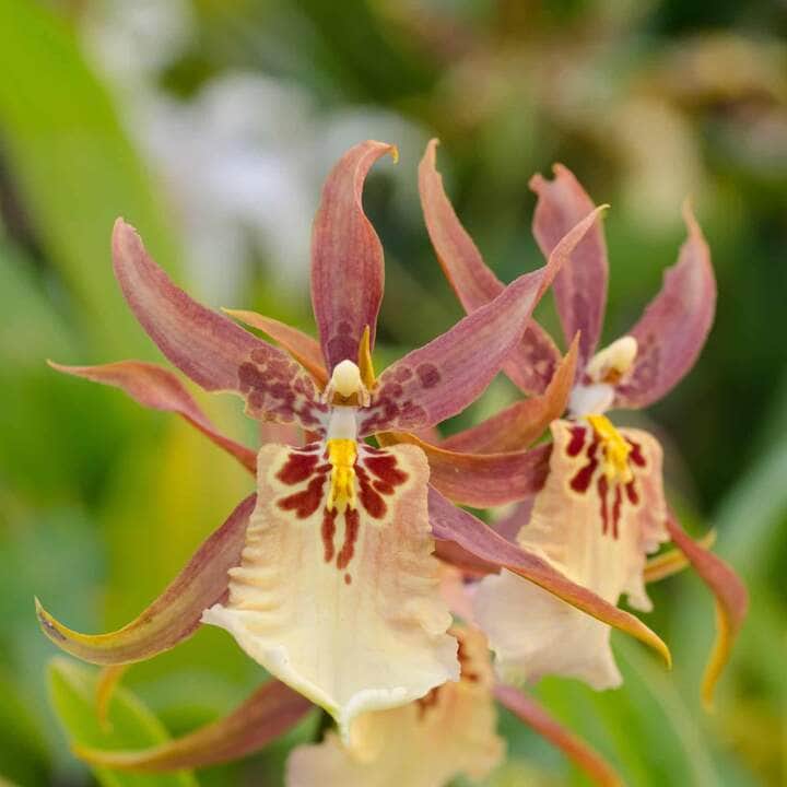 Descubra onde encontrar Orquídea Oncidium em Cuiabá (MT) 11 Orquídea Oncidium - Fotos por Canva