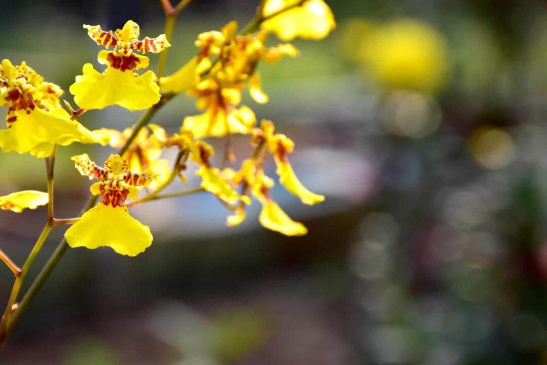 Descubra onde encontrar Orquídea Oncidium em Cuiabá (MT) 4 Orquídea Oncidium - Fotos por Canva