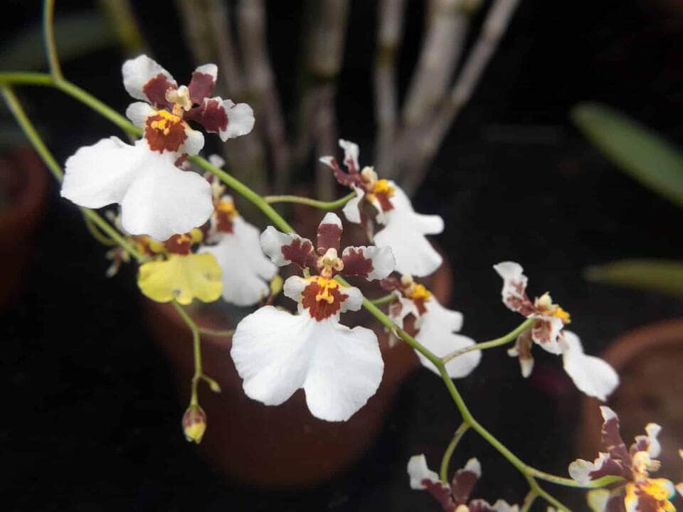 Descubra onde encontrar Orquídea Oncidium em Cuiabá (MT) 2 Orquídea Oncidium - Fotos por Canva