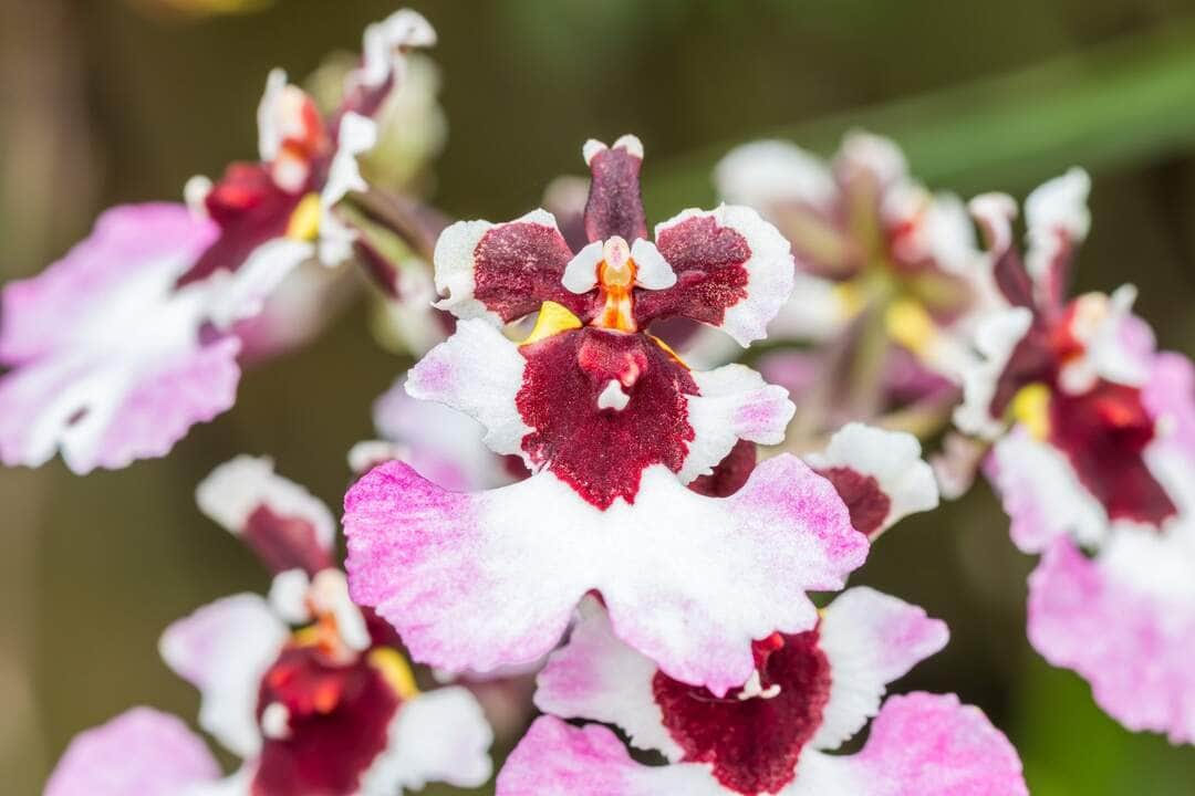 Descubra onde encontrar Orquídea Oncidium em Cuiabá (MT) 6 Orquídea Oncidium - Fotos por Canva