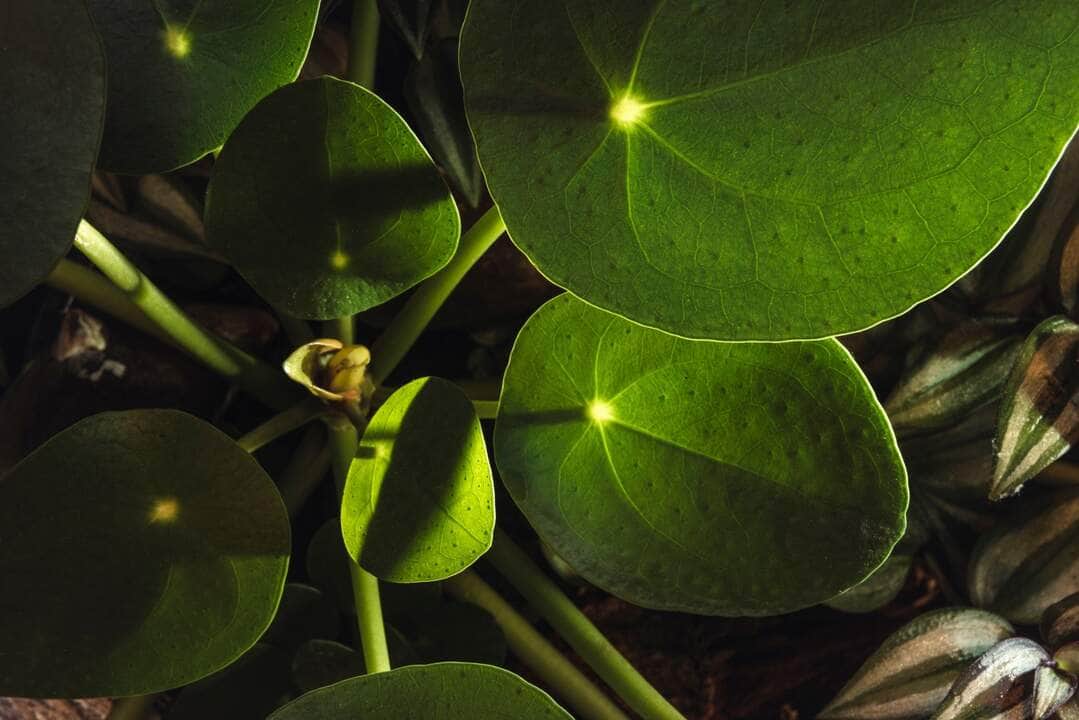 Descubra as plantas que atraem dinheiro 7 Pilea peperomioides - Fotos do Canva