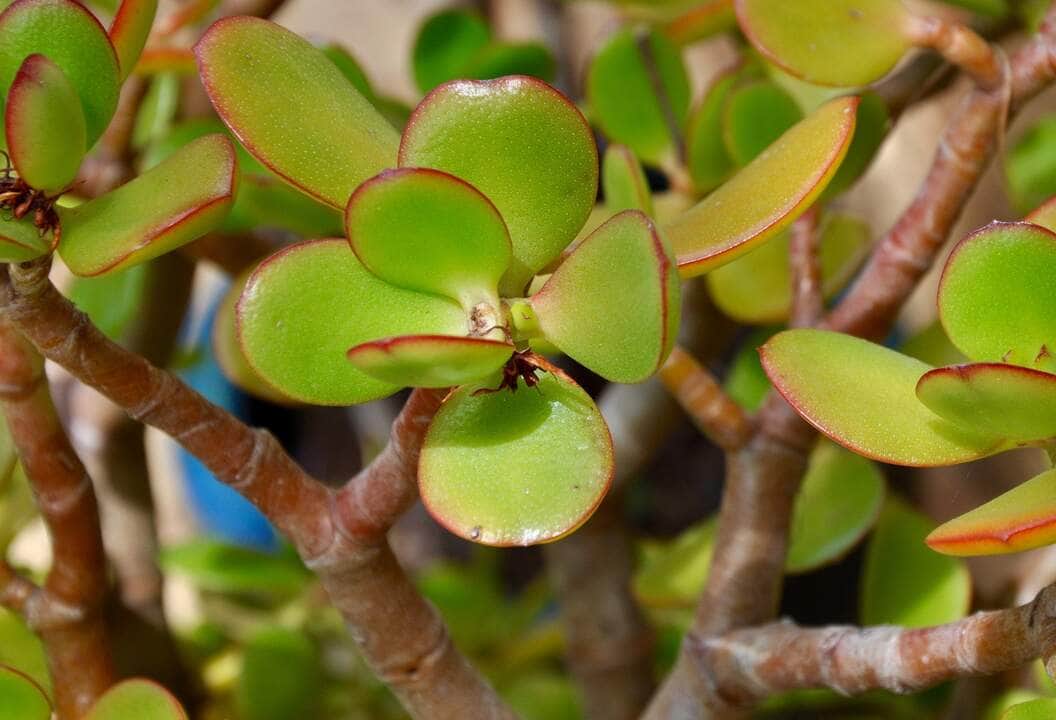Plantas e a Sorte: o significado da planta Jade 82 Planta Jade - Fotos do Canva