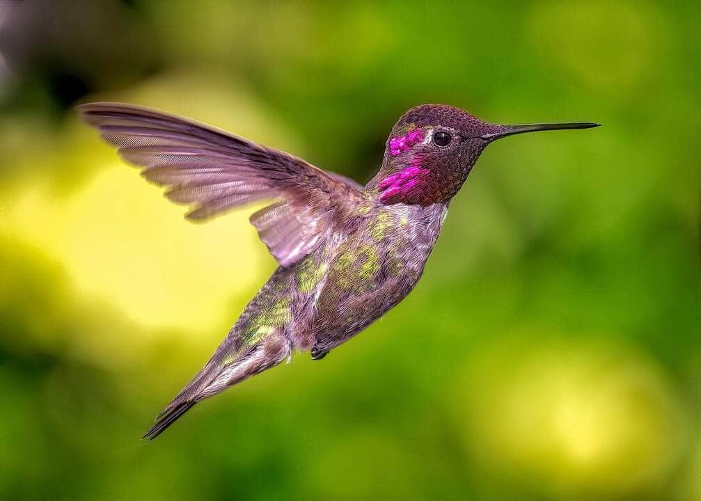 Ruby Throated Hummingbird - Fotos do Canva