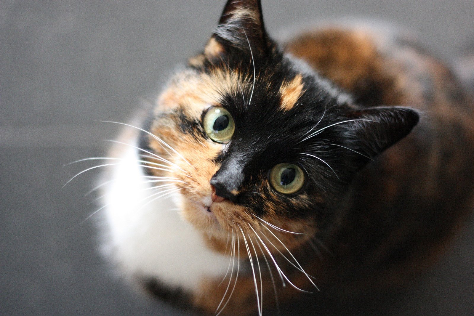 5 curiosidades sobre os gatos que você não sabia 5 Sem nome - Fotos do Canva1 (1)