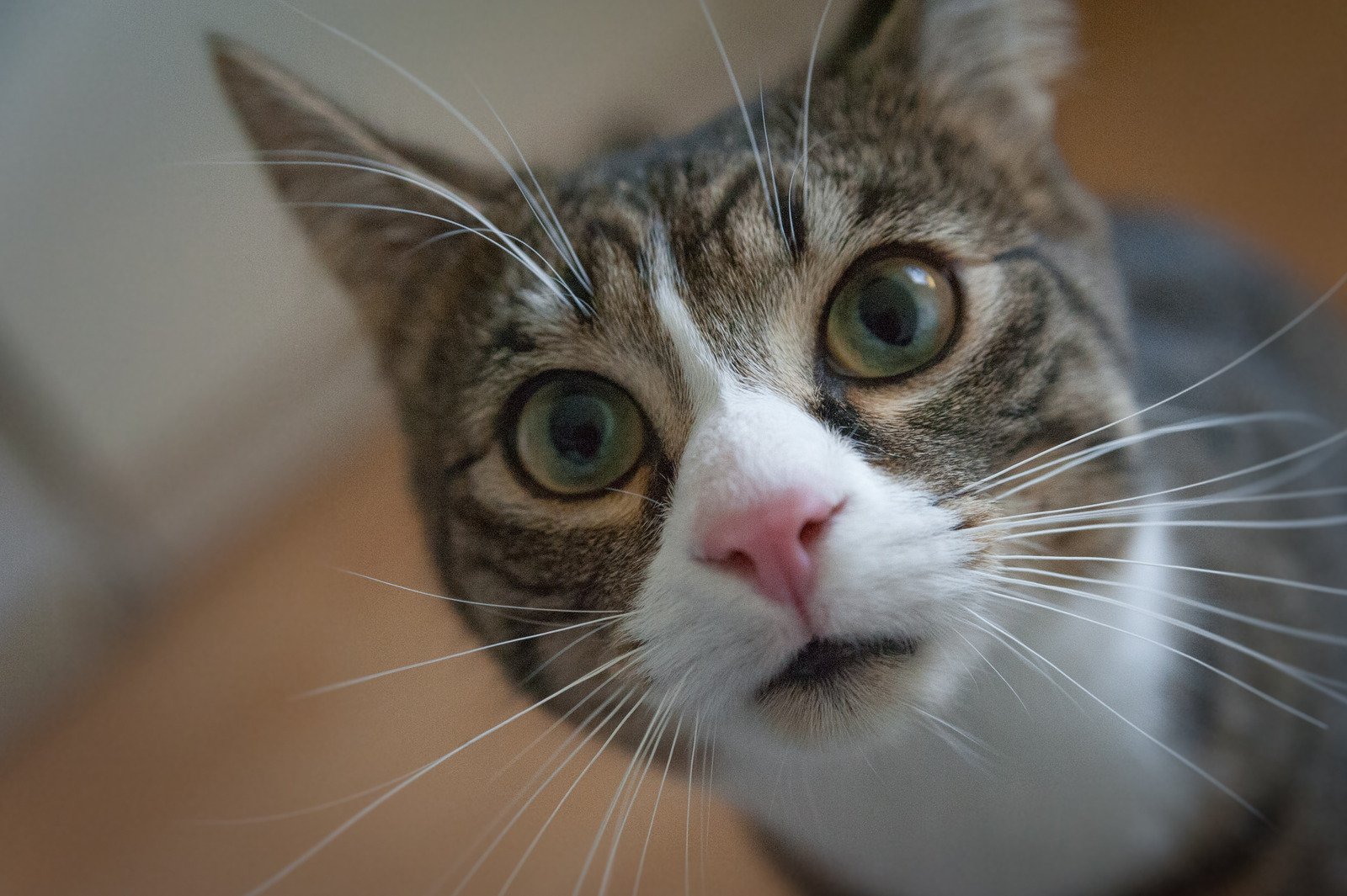 5 curiosidades sobre os gatos que você não sabia 6 Sem nome - Fotos do Canva1 (2)