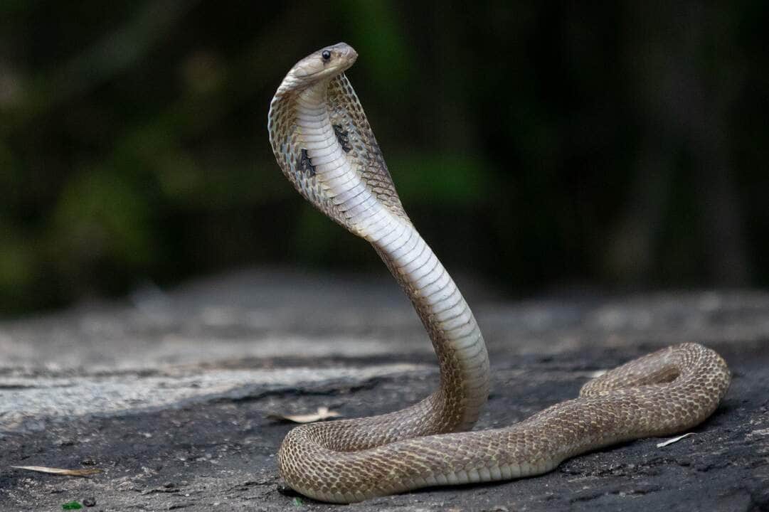 Naja negra: a cobra que cospe veneno 4 Naja negra - Fotos do Canva