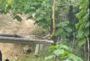 A caninana (Spilotes pullatus), também conhecida como cobra-caninana, é uma serpente não venenosa comum nas Américas Central e do Sul, conhecida por sua aparência marcante e hábitos terrestres.