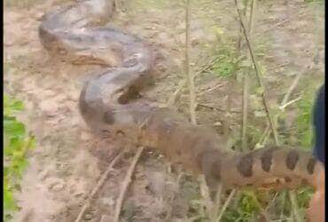 Em uma reviravolta surpreendente e emocionante, o médico veterinário Pedro Calazans protagonizou um resgate épico no coração de Marabá, no Pará, ao salvar um adorável doguinho de uma investida inesperada de uma gigantesca sucuri.