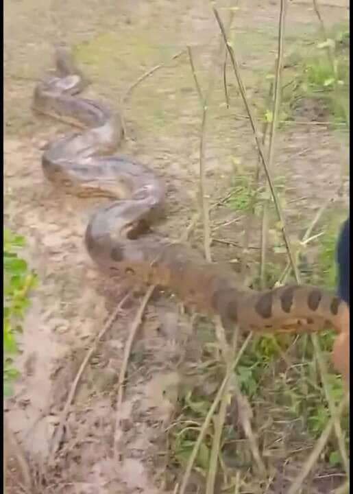 Em uma reviravolta surpreendente e emocionante, o médico veterinário Pedro Calazans protagonizou um resgate épico no coração de Marabá, no Pará, ao salvar um adorável doguinho de uma investida inesperada de uma gigantesca sucuri.