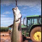 O mistério em torno do pirarucu persiste, alimentando o fascínio por esse gigante dos rios amazônicos.