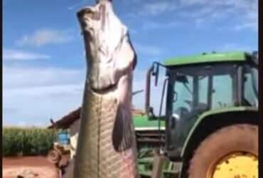 O mistério em torno do pirarucu persiste, alimentando o fascínio por esse gigante dos rios amazônicos.