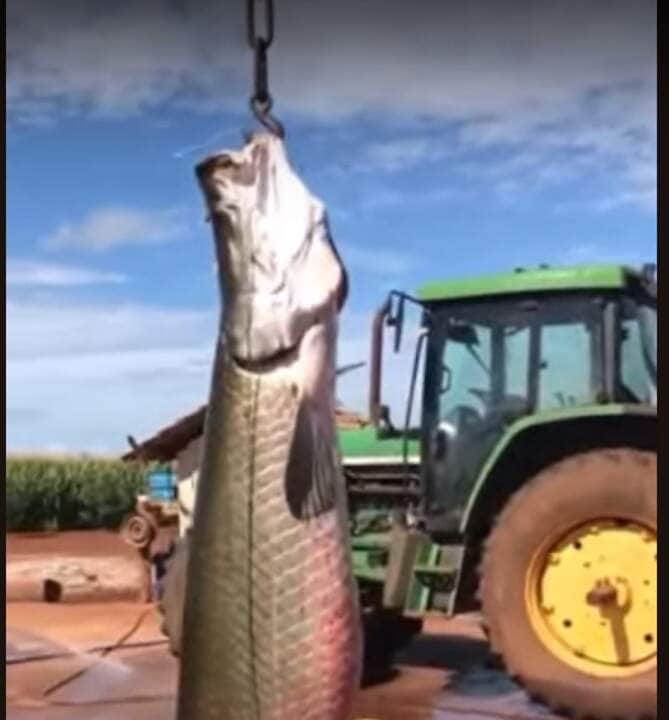 O mistério em torno do pirarucu persiste, alimentando o fascínio por esse gigante dos rios amazônicos.