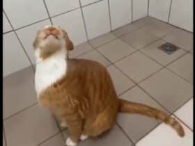 O gato aparece no vídeo debaixo do chuveiro relaxando merecidamente, enquanto a água cai sobre seu corpo.