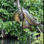 A sucuri (Eunectes murinus) é uma das maiores serpentes do continente americano, reconhecida por sua imponência e habilidades adaptativas.