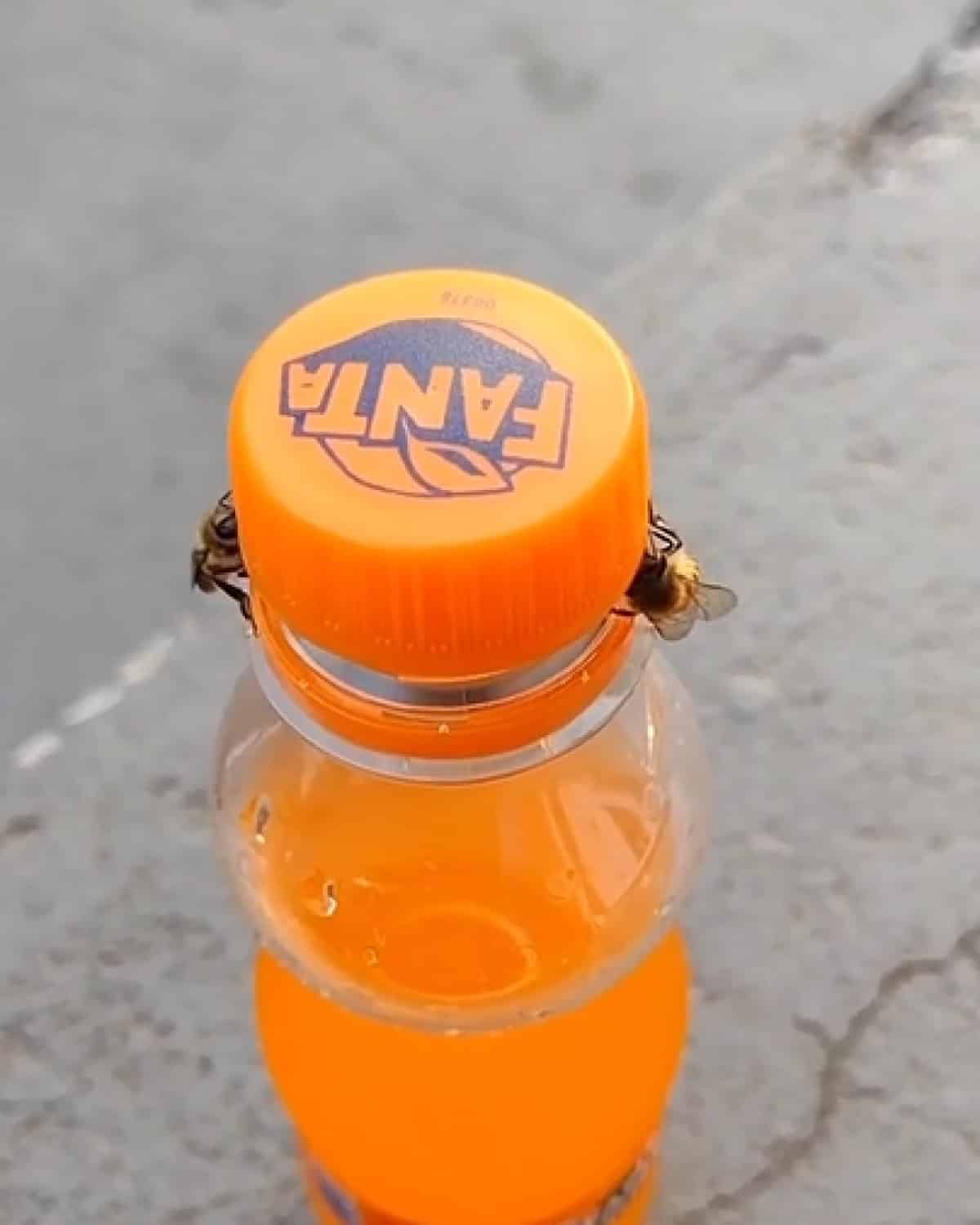 Uma jovem filmou duas abelhas abrindo uma garrafinha de refrigerante e o vídeo viralizou nas redes sociais e no Mundo Animal.