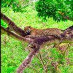 A onça-pintada é um dos animais mais emblemáticos do Pantanal. É um predador importante na cadeia alimentar, ajudando a controlar a população de outros animais, como capivaras e veados.