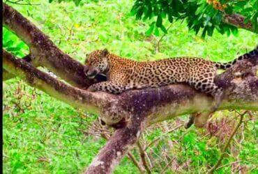 A onça-pintada é um dos animais mais emblemáticos do Pantanal. É um predador importante na cadeia alimentar, ajudando a controlar a população de outros animais, como capivaras e veados.