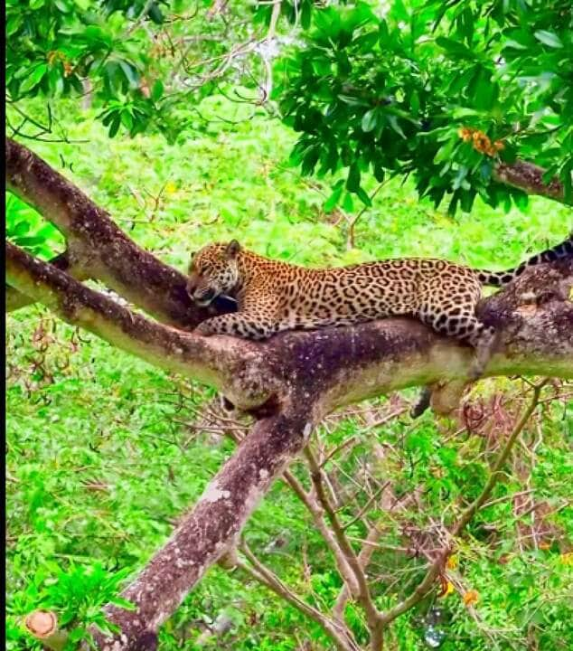 A onça-pintada é um dos animais mais emblemáticos do Pantanal. É um predador importante na cadeia alimentar, ajudando a controlar a população de outros animais, como capivaras e veados.