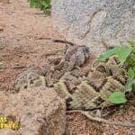 Especialista em serpentes registra momento raro na natureza