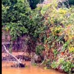 Onças-pintadas vocalizam de forma atípica no Pantanal