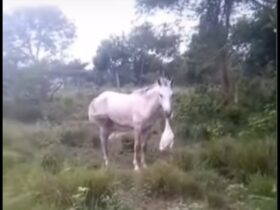 Um vídeo que mostra um cavalo devorando um pato chamou a atenção do biólogo Henrique Abrahão, que fez um relato sobre o ocorrido em vídeo publicado em seu canal no YouTube.